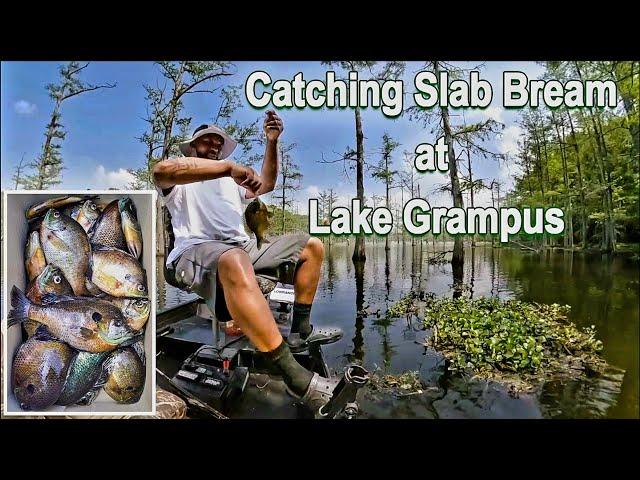 Bream Fishing - Catching Slab Bream at Lake Grampus