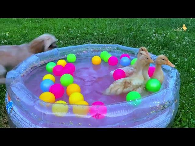 Ducklings in the pool, baby ducks, pig