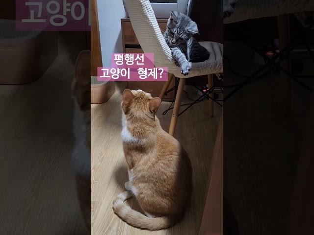 고양이 형제 앙아 쵸콩 뽀뽀하더니 냥펀치?#고양이 #고양이형제 #앙아 #쵸콩 #고양이뽀뽀 #냥펀치 #냥코대전쟁 #shorts