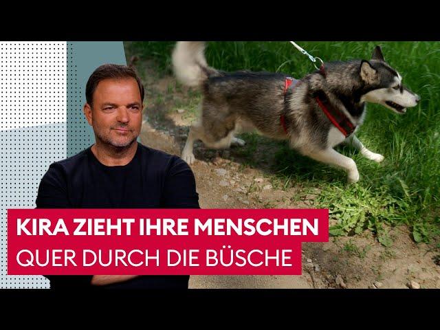 Eine Husky-Hündin mit viel Power | Der Hundeprofi