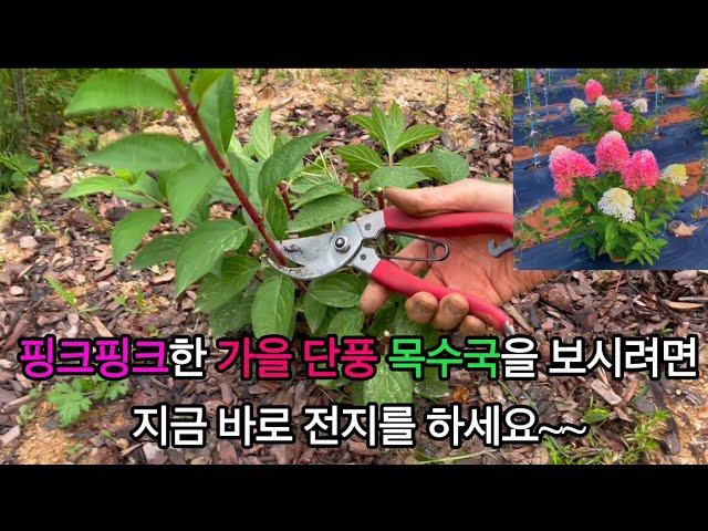 목수국 전지(가지치기) 지금하시면 가을에 아름답고 화려하고 오랬동안 보실수 있습니다.