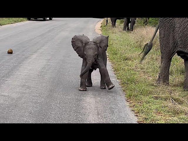 Tiny Elephant Can Barely Walk But Is Already Charging Cars