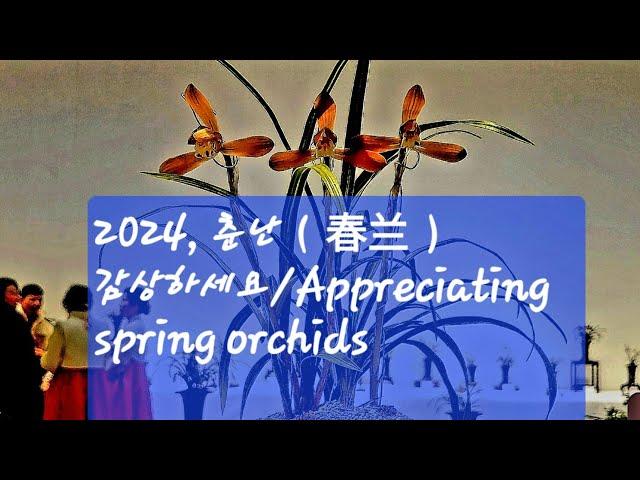 2024년, 한국 춘난(韩国春兰)감상 (Appreciating Korean Orchids)/대구예술회관