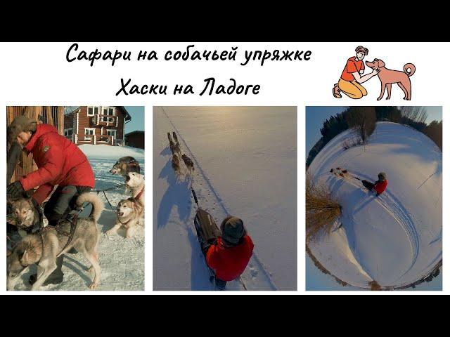 Сафари на собачьей упряжке. Ездовые Хаски на Ладоге