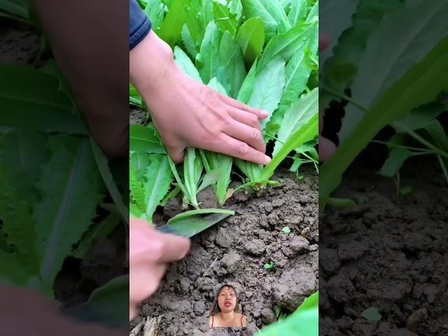 Cách Trung Quốc Thu hoạch rau ngò rau dềnh
