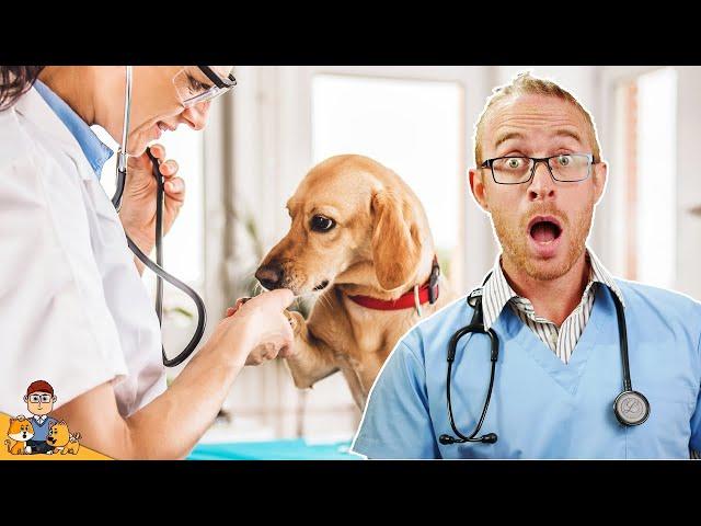 The "Best" Veterinary Care Is Killing Pets...