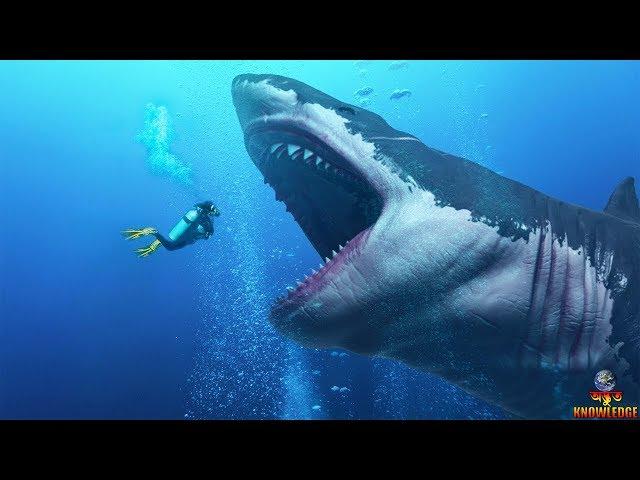 বিশ্বের সবচাইতে বড় হাঙ্গর | Megalodon | LARGEST Shark In The World | ODVUT KNOWLEDGE