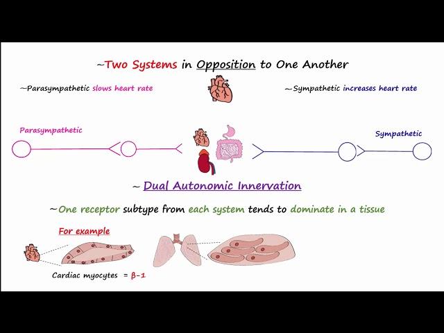 Autonomic Nervous System