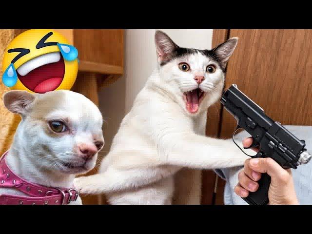 I would die laughing for these FUNNIEST Cats Funniest Cat ReactionPart 13