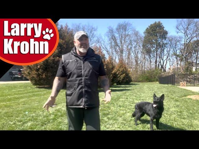 Basic dog training timing, luring, marking, rewarding