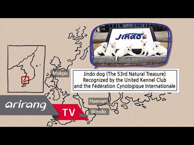 [Arirang TV] Smart, Brave, and Charming 'Korean Jindo dogs'