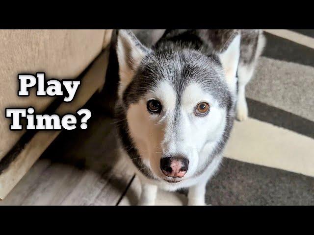 My Husky HAS To Play This Game . . . or Else!