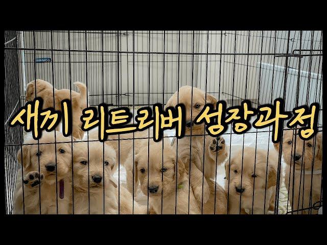 새끼 리트리버 성장과정)새끼 리트리버 돌보는 골든리트리버 부모견ㅣThe growth process of retriever puppies