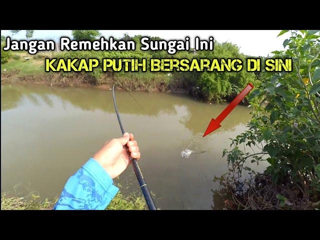 Mancing Kakap Putih pakai pelampung di sungai tluwuk