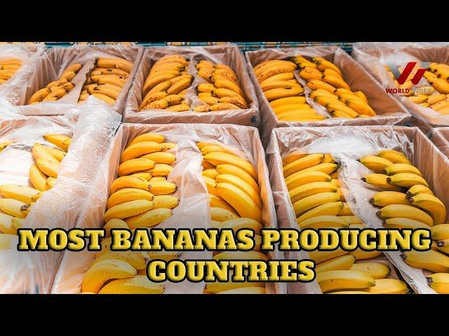 Top 10 Bananas Producing Countries in the World | World  Index |