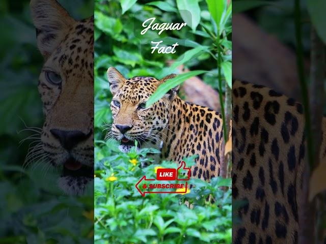 3 Jaguar Facts - Embark on a brief journey into the wild world of the enigmatic jaguar#animalfacts