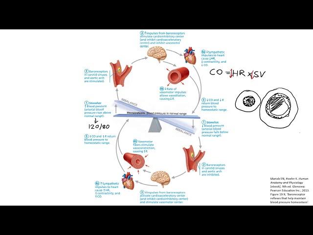 Baroreceptor Reflex