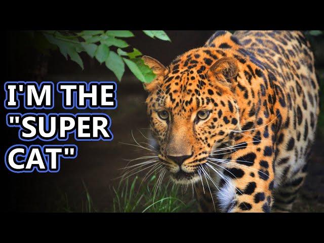 Leopard facts: the tree-dwelling big cats | Animal Fact Files