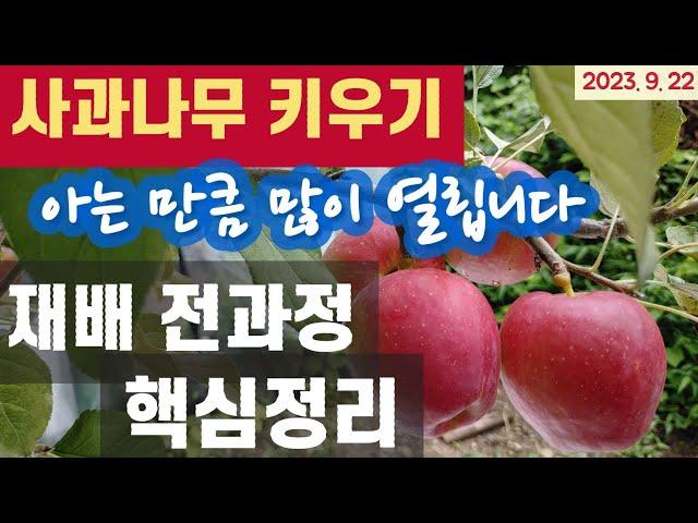 (텃밭) 사과나무 키우기 - 재배 전과정 핵심정리