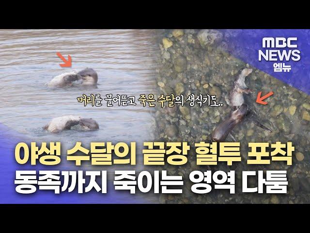 [단독]할퀴고 싸우고 죽이기까지 동족 죽이는 수달..왜? (2024.05.29/뉴스데스크/MBC경남)