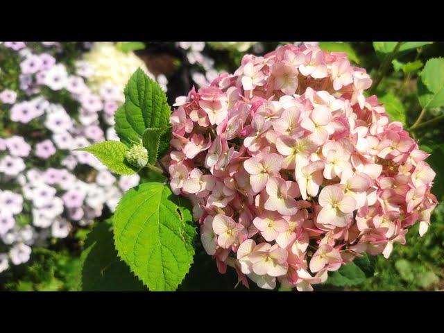 Гортензия древовидная Кандибелле Бабблгам  Hydrangea arborescens `Candybelle Bubblegum’
