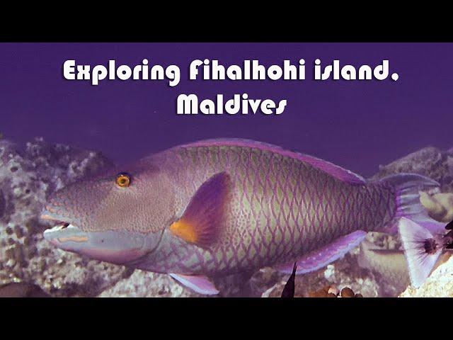 Snorkeling Paradise in 4K UHD  | Exploring Fihalhohi Island, Maldives!