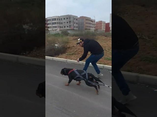 Rottweiler Muscles Training 