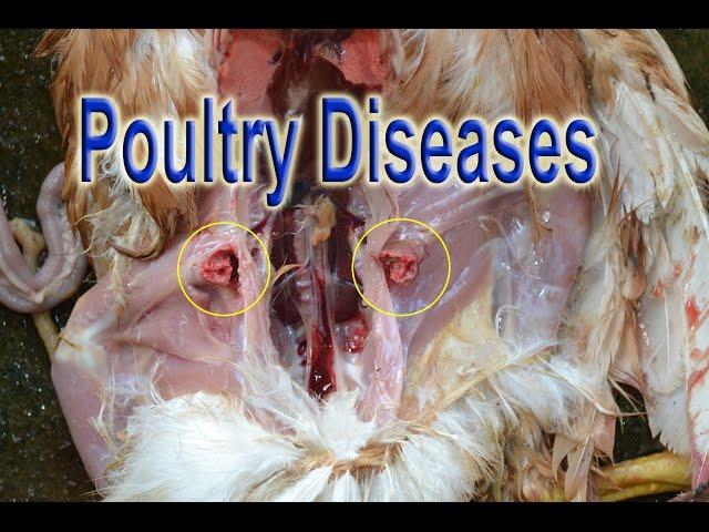 POULTRY DISEASES at Poultry Ranch (farm), tavuk hastalıkları, امراض الدواجن,Geflügelkrankheiten