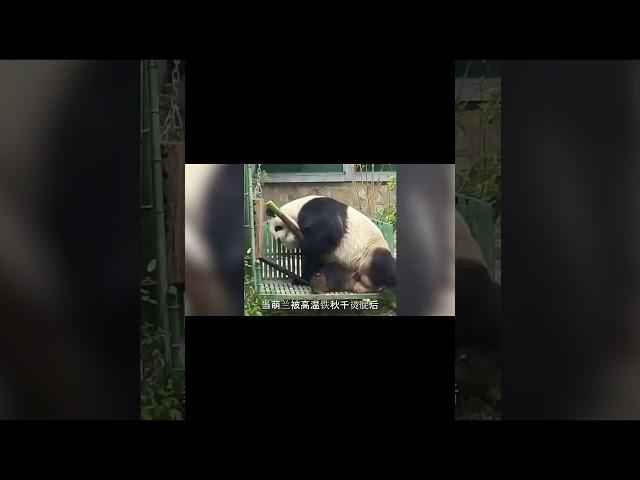 萌兰精分现场，心眼子多到奶爸无语 #panda #大猫熊 #追娱秀场 #animals