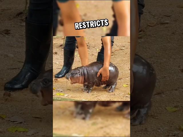 This baby hippo MooDeng went viral for her cuteness  #heartwarming #stories #wholesome