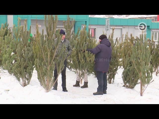 ЕЛОЧНЫЕ БАЗАРЫ БУДУТ РАБОТАТЬ ДО 31 ДЕКАБРЯ.