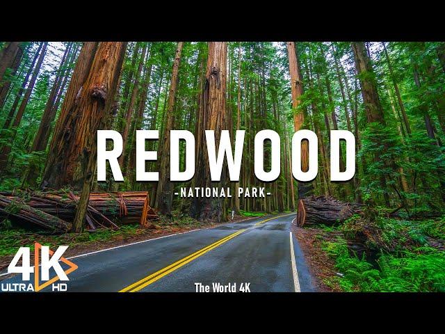 Redwood National Park 4K Ultra HD • Stunning Footage, Scenic Relaxation Film with Calming Music