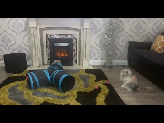 Elsa & Daisy review cat play tunnel review #catsofyoutube #elsa #daisy #ebay