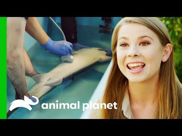 Bindi Irwin Performs An Ultrasound On A Spiny Dogfish Shark | Crikey! It's The Irwins