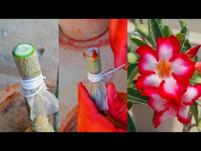 How To Graft Desert Rose | Adenium Plant Grafting