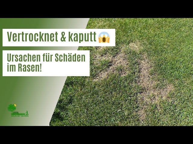 Vertrocknete & kaputte Stellen im Rasen  | Das sind die häufigsten Ursachen | Schäden im Rasen