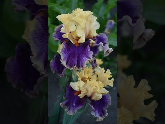 #iris #garden #flowers #floriculture #plants #perennial #botany #bloom #beautiful #ирис #сад #цветы