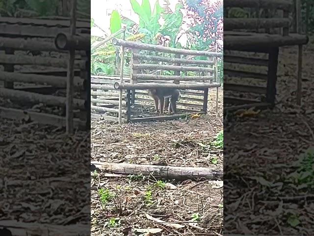  A monkey trap made of bamboo