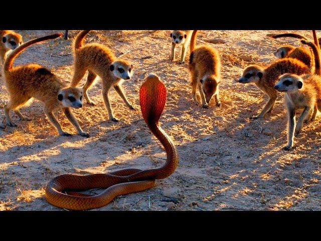 Secrets of Cute Predators: Suricats Unusual Desert Heroes