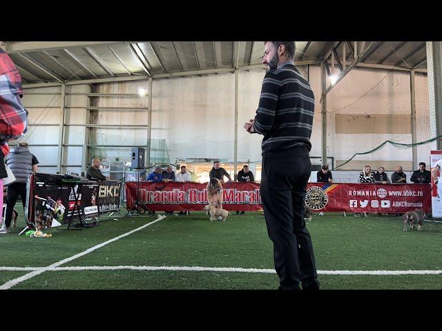 Dracula Bully Marathon ABKC judge Joakin Acedo (Spain)