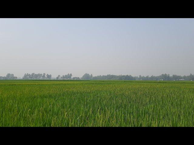 Green Paddy Field || Agriculture || Beautiful Bangladesh || 2023