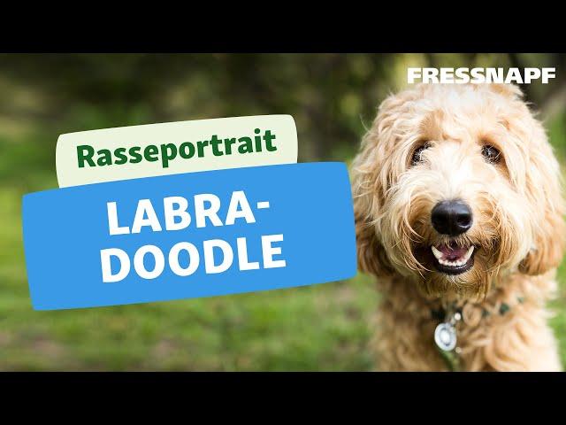 Rasseportrait: Labradoodle