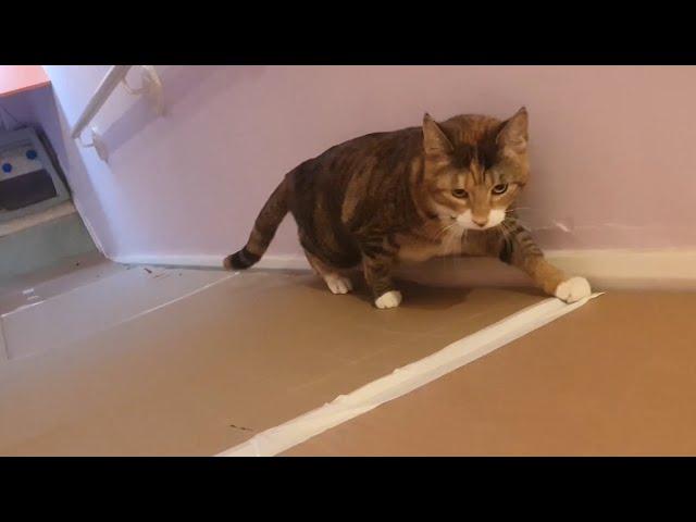 The Cardboard Stair Slide: Cats vs. Gravity! | Manchester Moggies