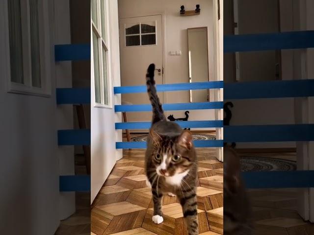 #cat Cat challenge ️ #cat #cattok #challenge #catchallenge #kot #fyp #catlo