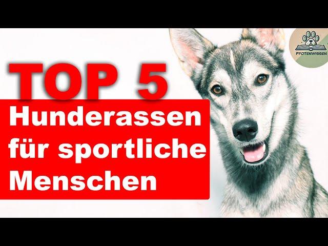 Top 5 Hunderassen für sportliche Menschen - Joggen, Wandern, Radfahren mit Hund