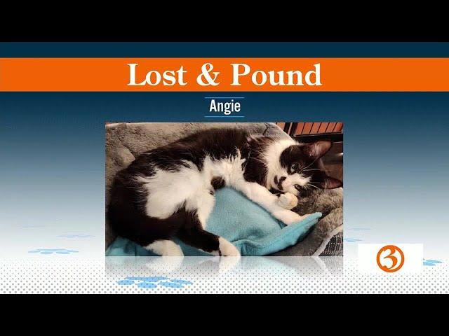 LOST & POUND: Angie and Bootsie