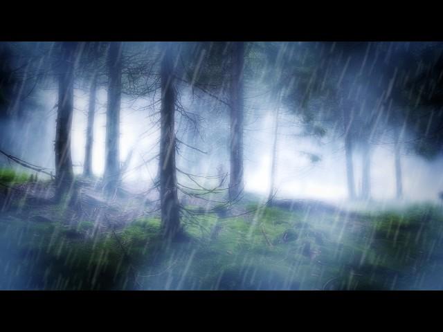 RAIN IN THE WOODS SLEEP SOUNDS | Nature's White Noise For Relaxation, Studying or Sleep | 10 Hours