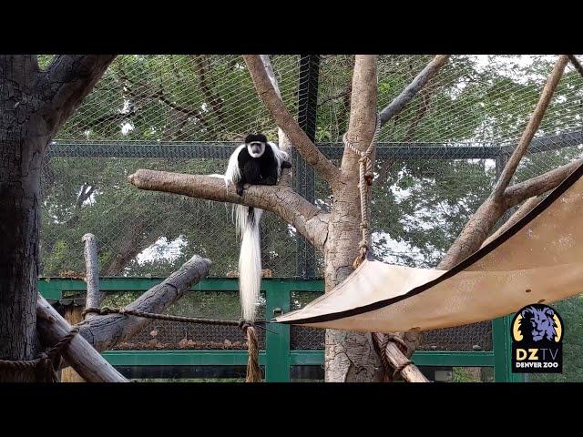 Darby The Black and White Colobus Vocalizing