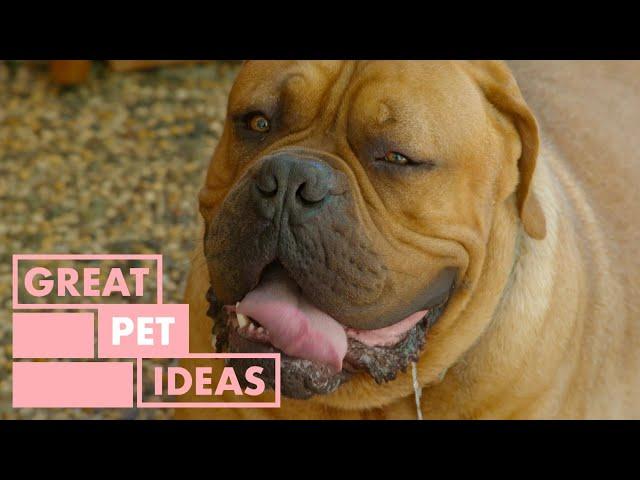 Dr Harry House Call - Frank The Tank | PETS | Great Home Ideas