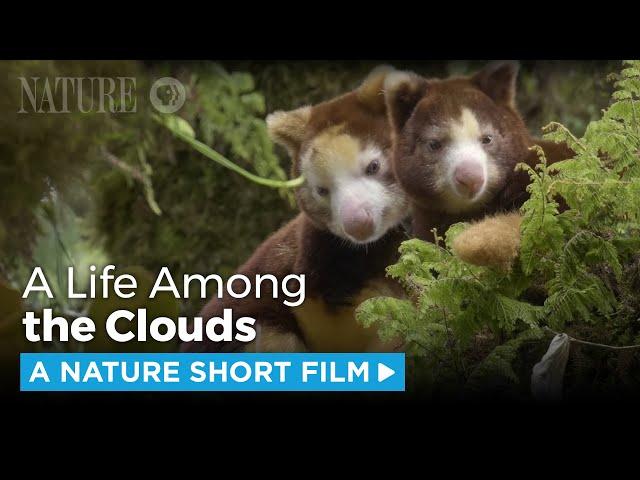 Matschie's Tree Kangaroo: A Rare Sight | A NATURE Short Film